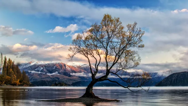Beautiful Trees Theme Preview Image