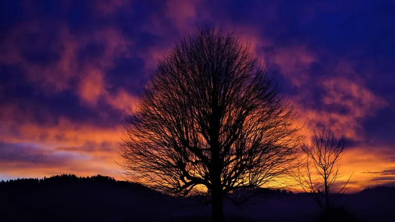 Beautiful Trees Theme Preview Image