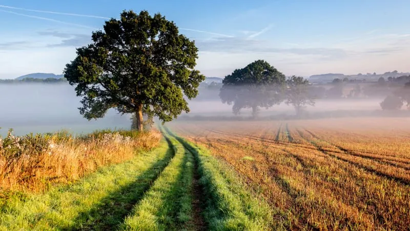 Beautiful Trees Theme Preview Image