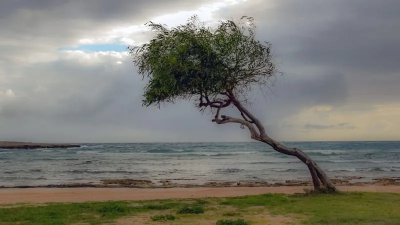 Beautiful Trees Theme Preview Image