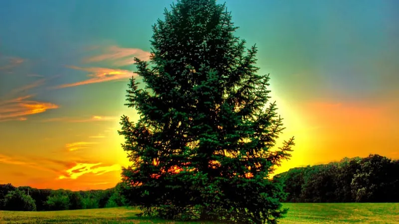 Beautiful Trees Theme Preview Image