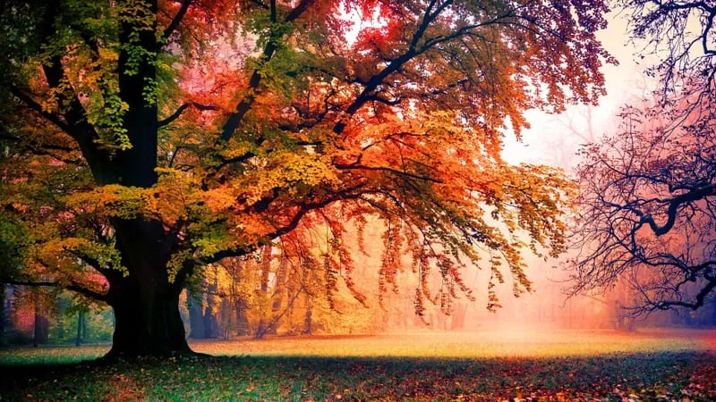 Beautiful Trees Theme Preview Image