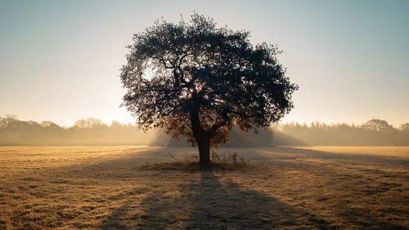 Beautiful Trees Theme Preview Image