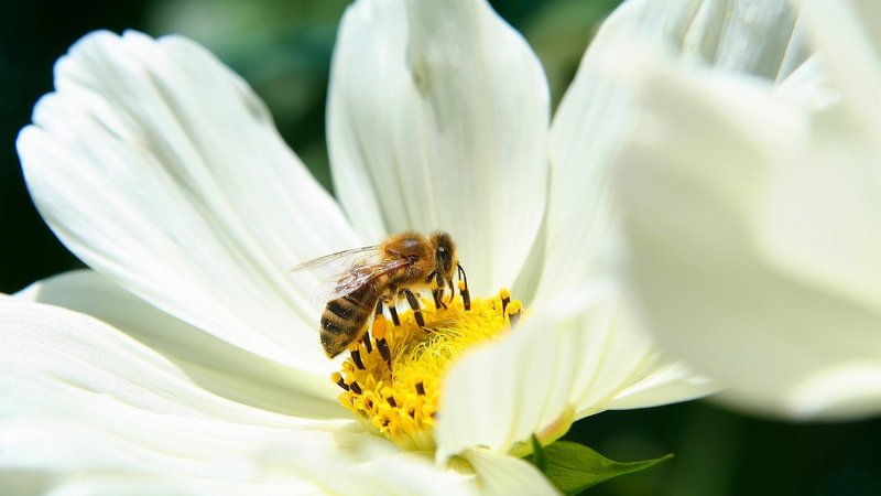 Bee Theme Preview Image