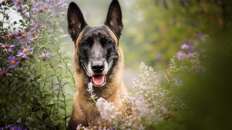 Belgian Malinois Theme Preview Image