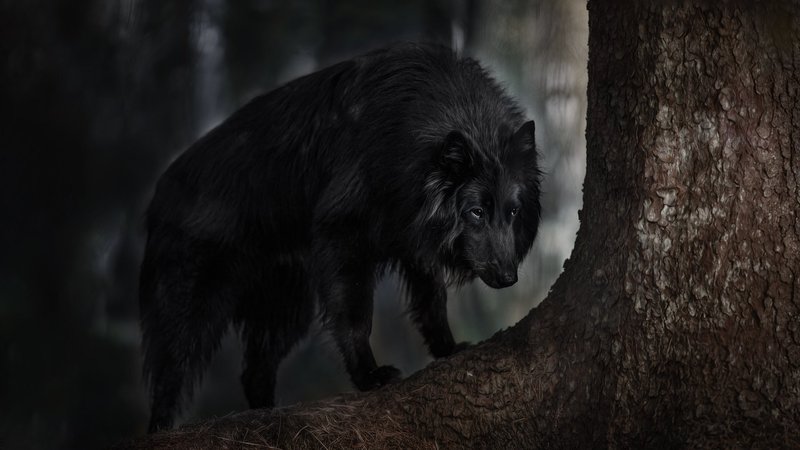 Belgian Shepherd Theme Preview Image