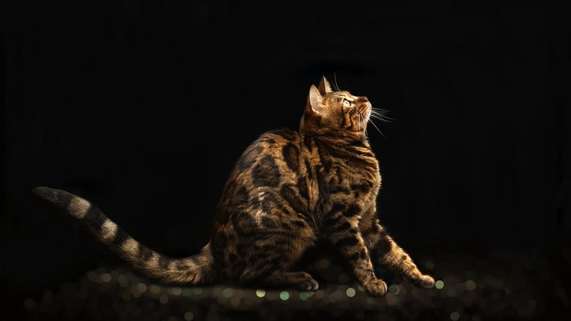 Bengal Cat Theme Preview Image