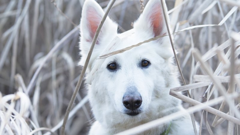 Berger Blanc Suisse Theme Preview Image