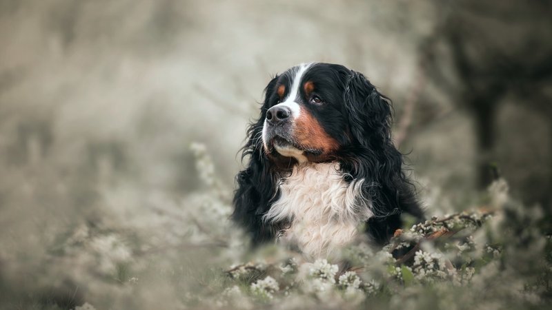 Bernese Mountain Dog Theme Preview Image