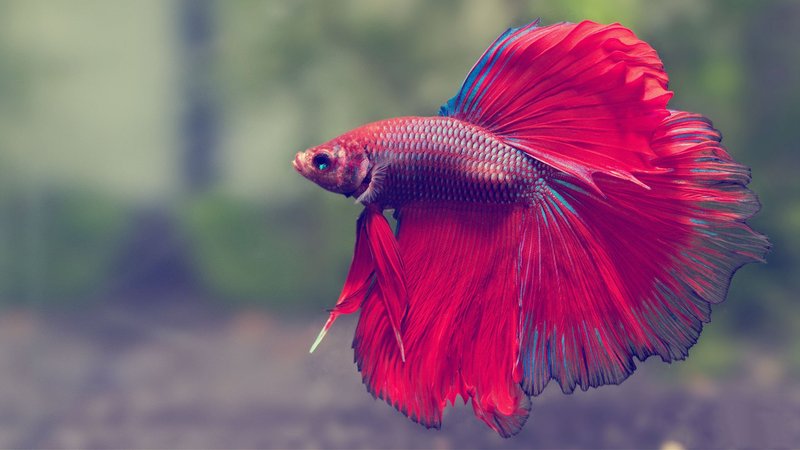Betta Theme Preview Image