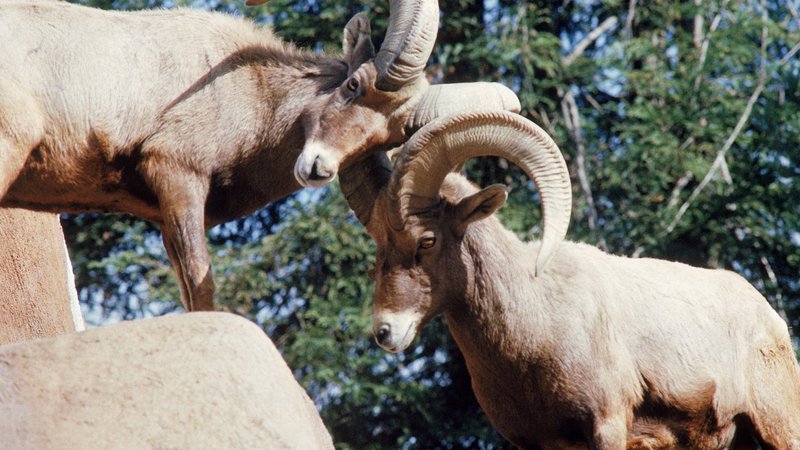 Bighorn Sheep Theme Preview Image