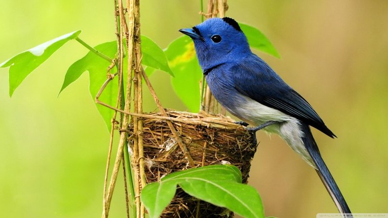 Black Naped Monarch Theme Preview Image