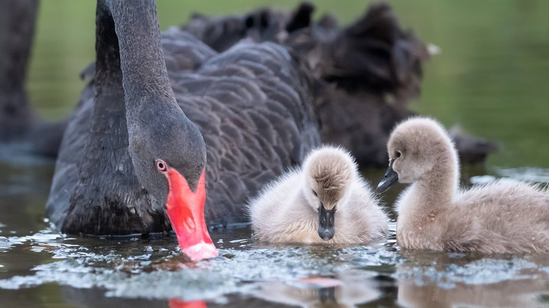 Black Swan Theme Preview Image