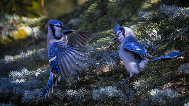 Blue Jay Theme Preview Image