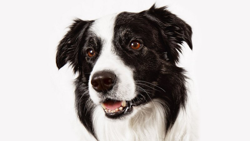 Border Collie Theme Preview Image