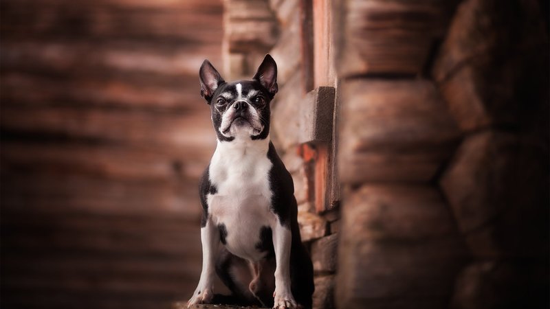 Boston Terrier Theme Preview Image