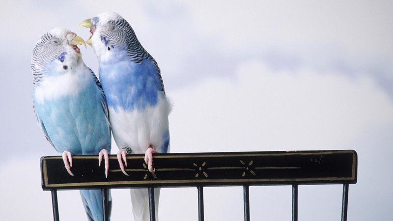 Budgerigar Theme Preview Image