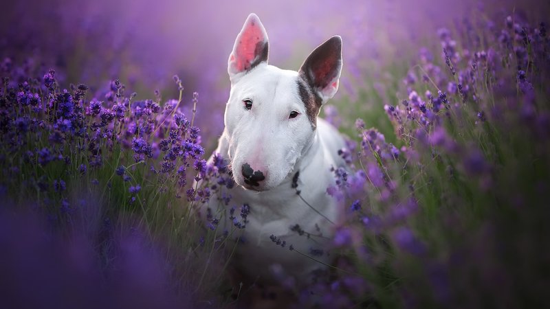 Bull Terrier Theme Preview Image