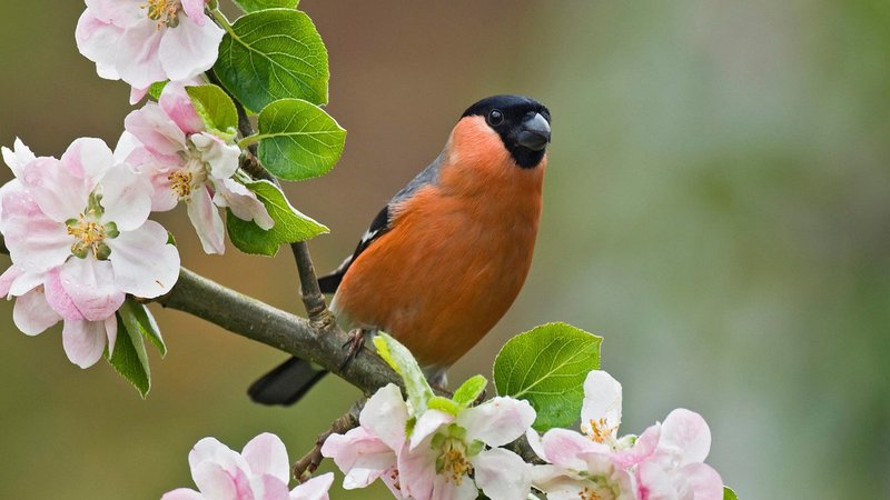 Bullfinch Theme Preview Image