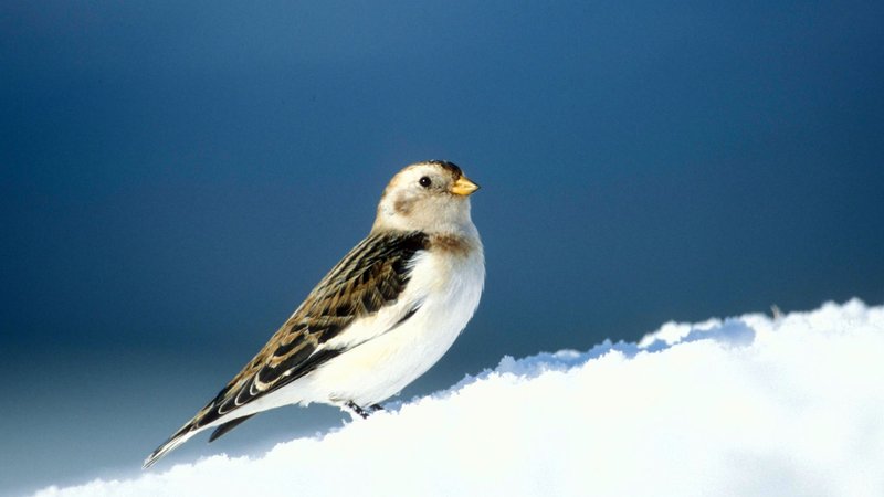 Bunting Theme Preview Image