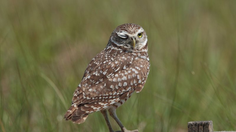 Burrowing Owl Theme Preview Image