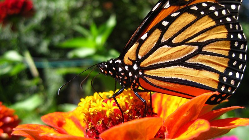 Butterfly Theme Preview Image