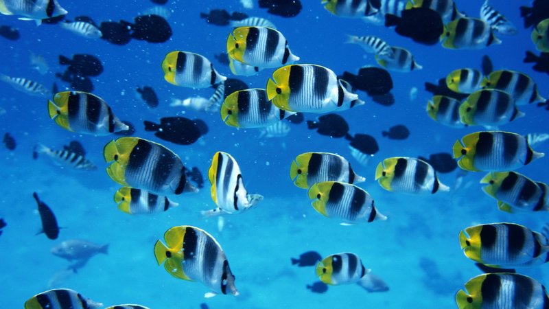 Butterflyfish Theme Preview Image
