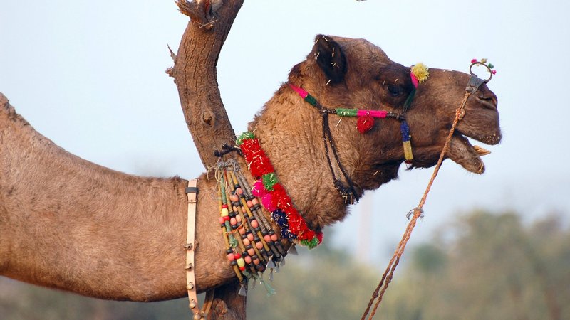 Camel Theme Preview Image