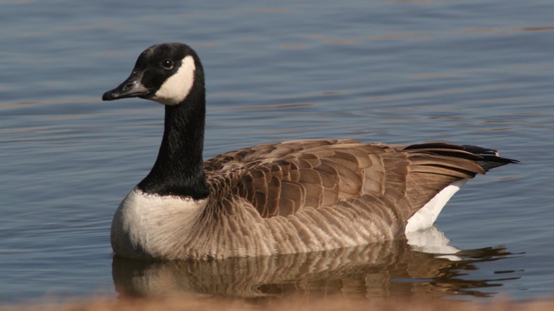 Canada Goose Theme Preview Image