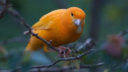 Canary Theme Preview Image