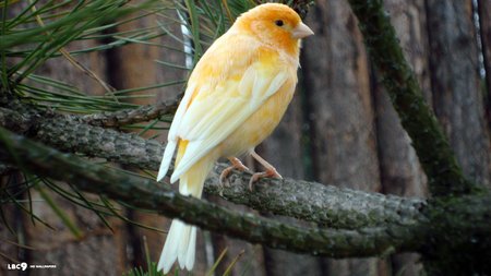 Canary Theme Preview Image