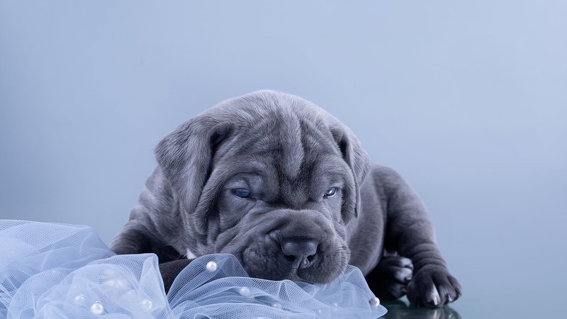 Cane Corso Theme Preview Image