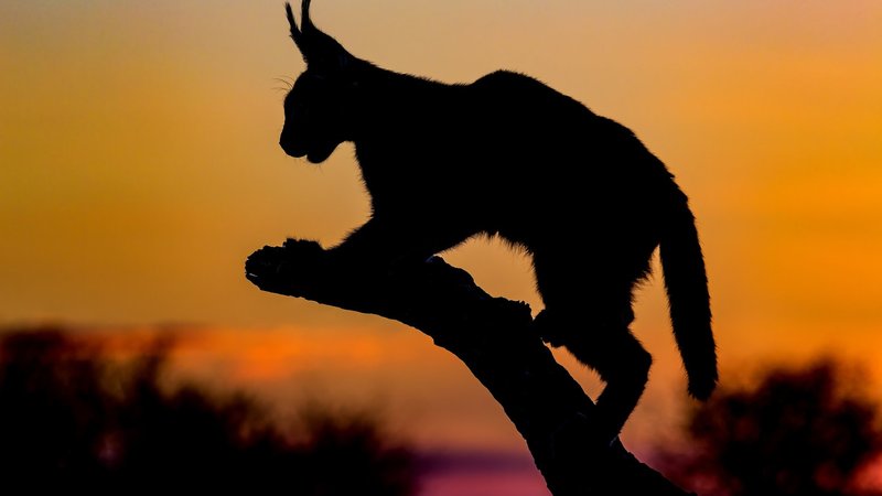 Caracal Theme Preview Image