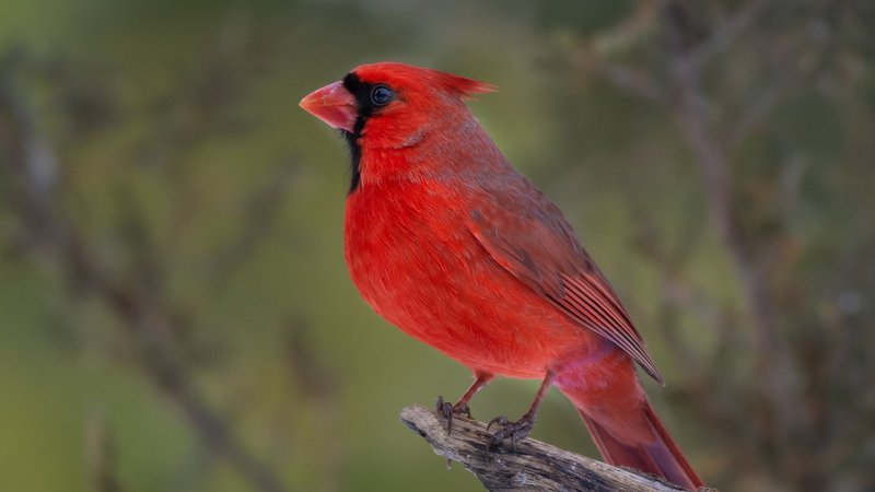 Cardinal Theme Preview Image