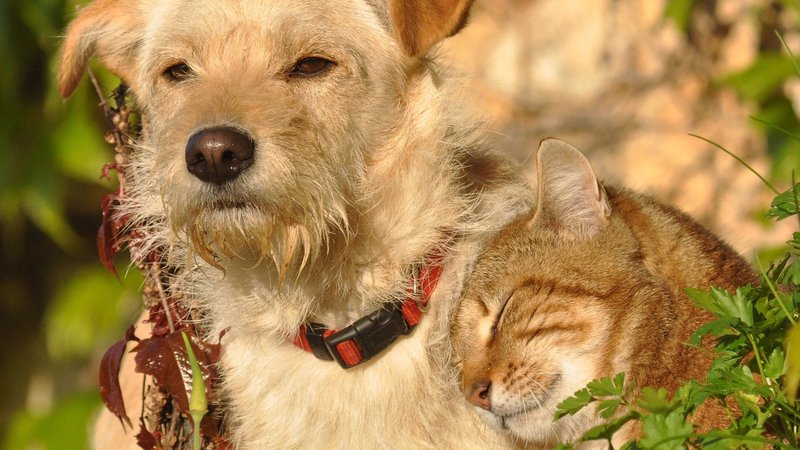 Cat Dog Theme Preview Image