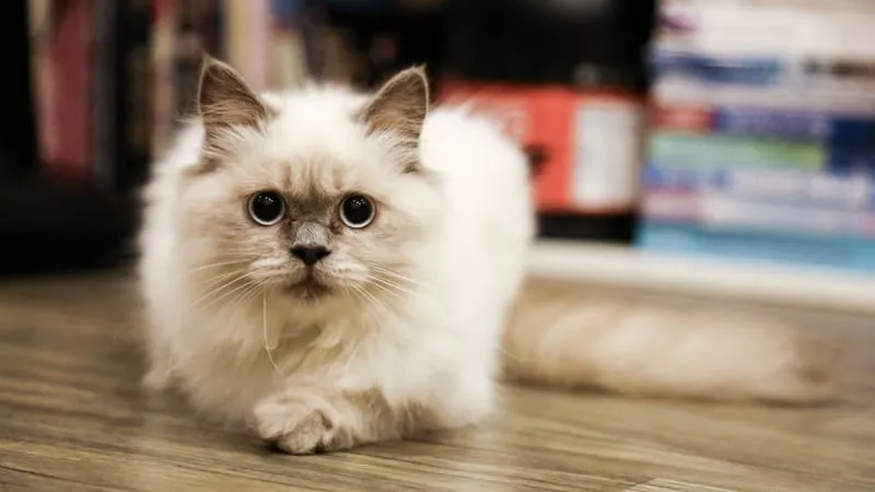 Cats Theme Preview Image