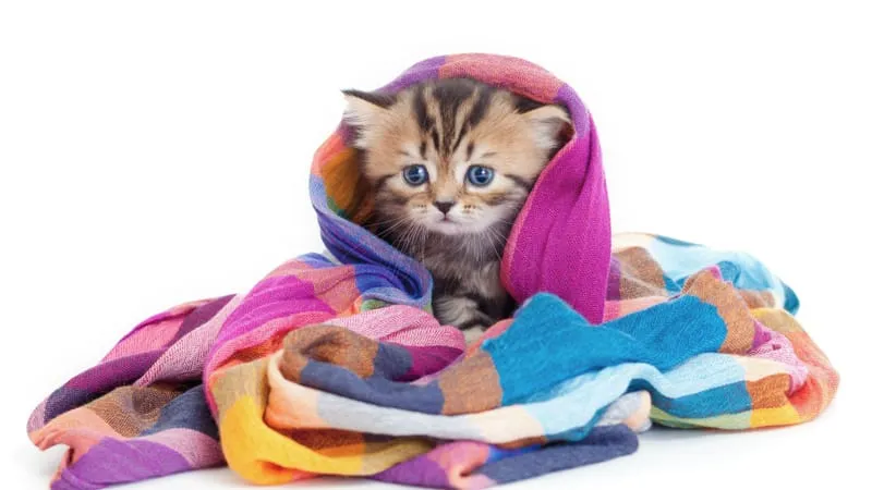 Cats Theme Preview Image