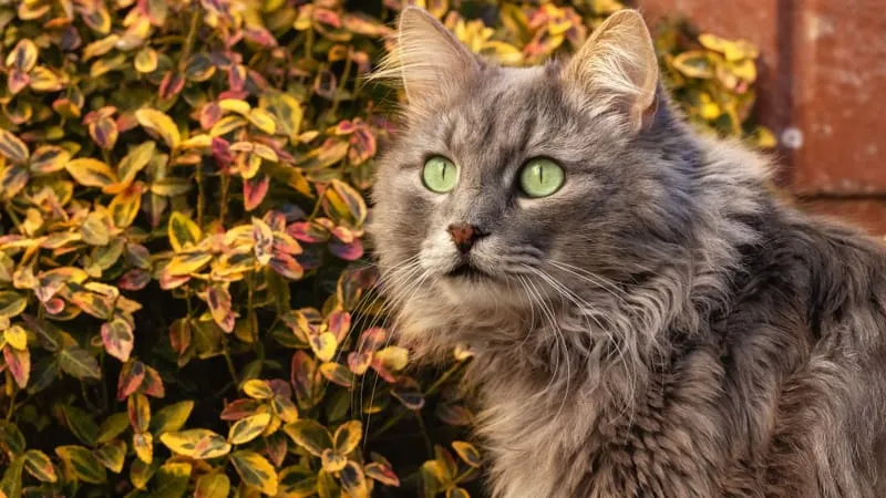 Cats Theme Preview Image