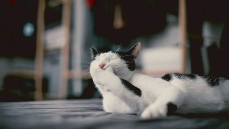 Cats Theme Preview Image