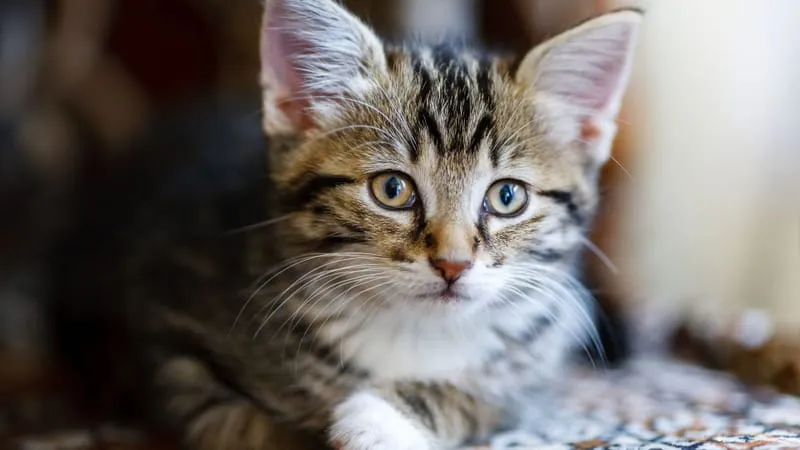 Cats Theme Preview Image