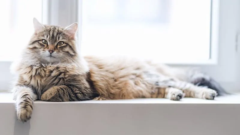 Cats Theme Preview Image