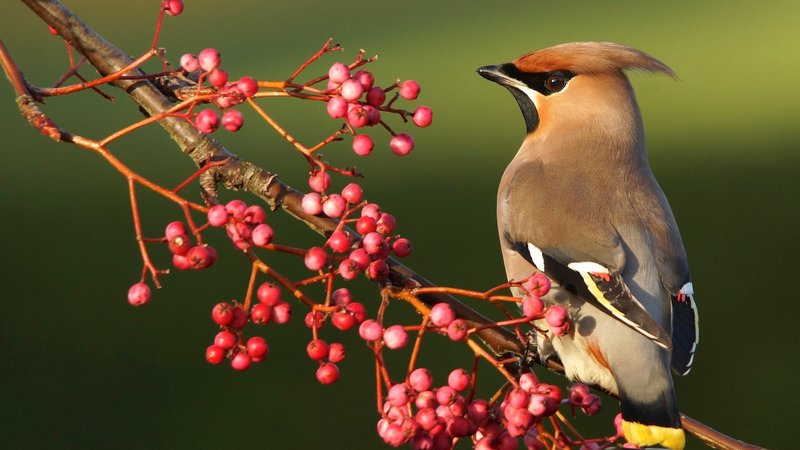 Cedar Waxwing Theme Preview Image