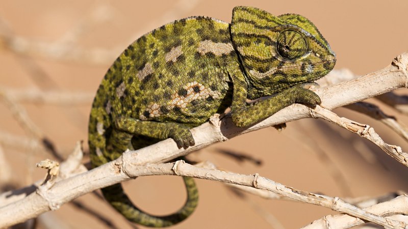 Chameleon Theme Preview Image