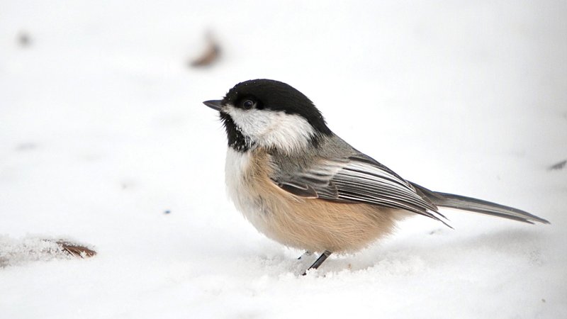 Chickadee Theme Preview Image