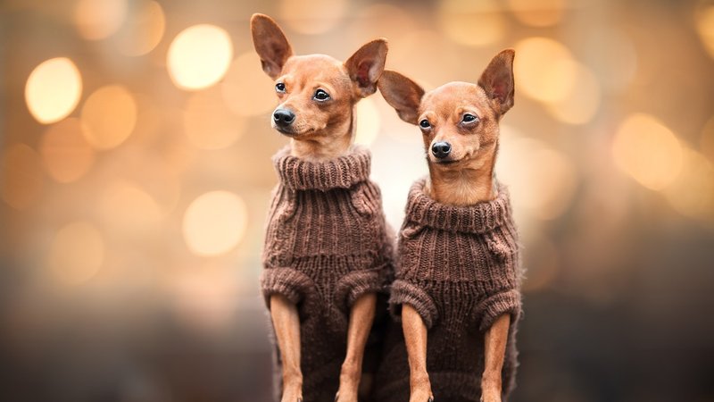 Chihuahua Theme Preview Image