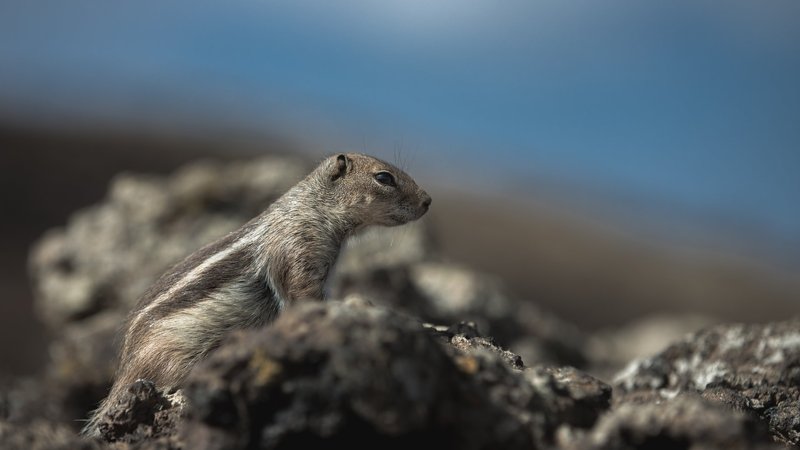 Chipmunk Theme Preview Image