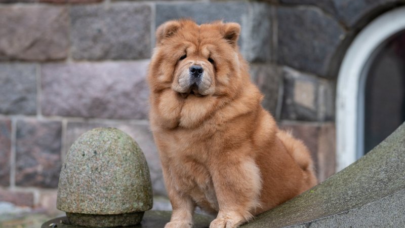 Chow Chow Theme Preview Image
