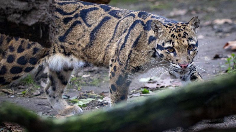 Clouded Leopard Theme Preview Image
