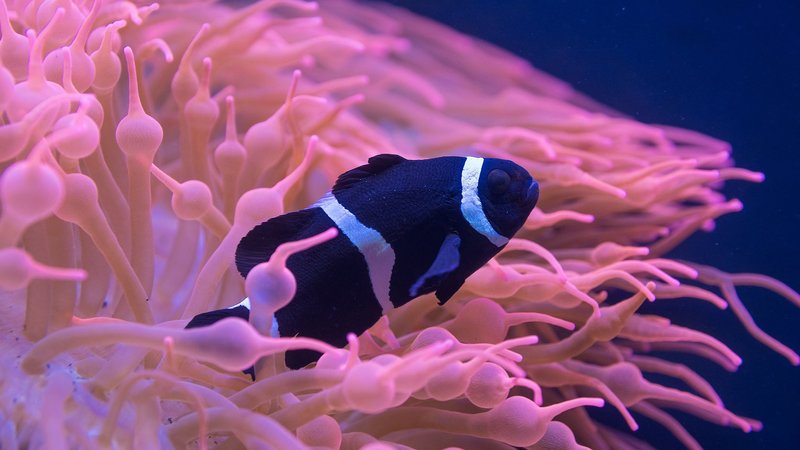 Clownfish Theme Preview Image