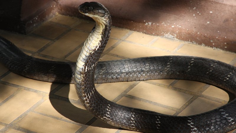 Cobra Theme Preview Image